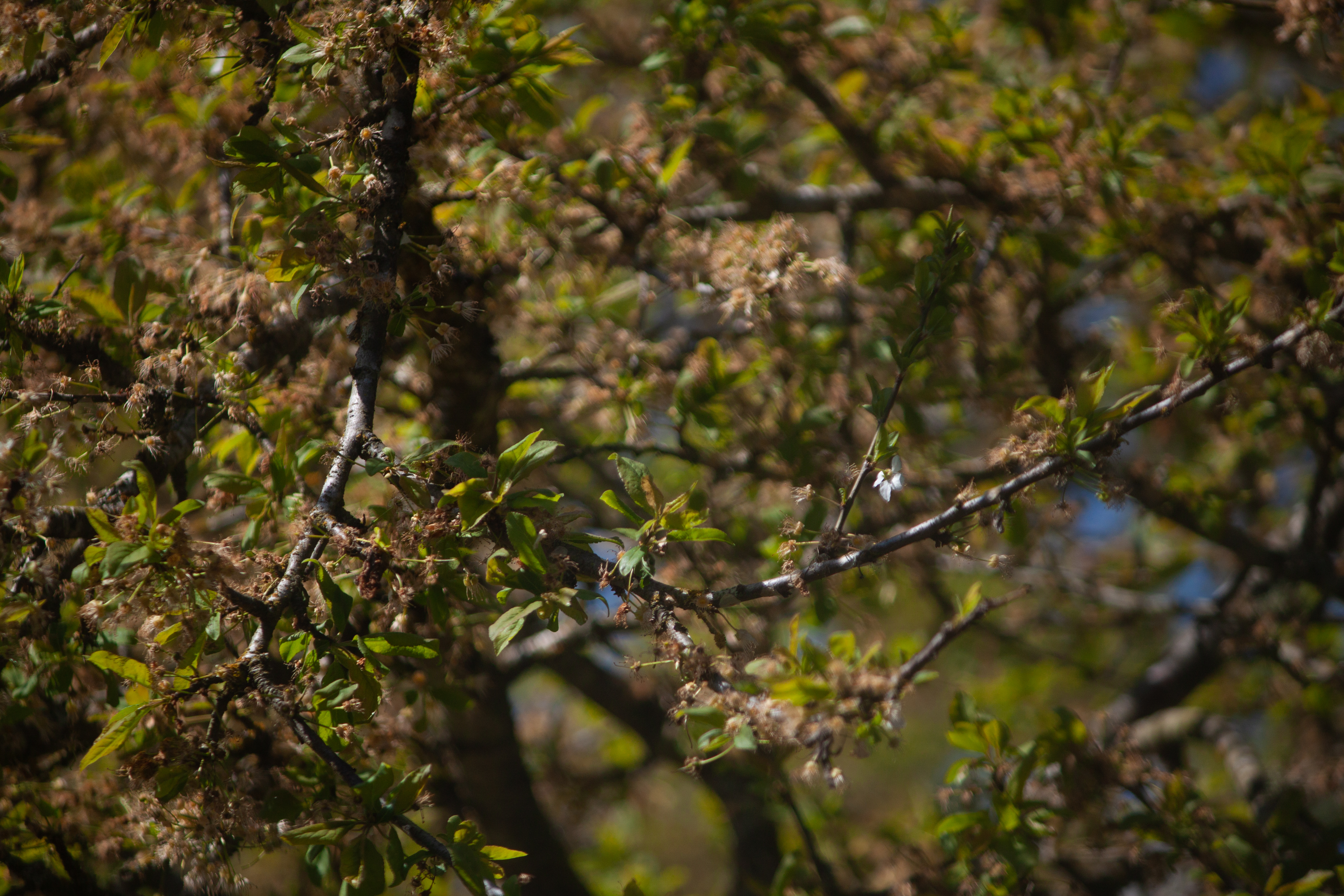 Tree Branches