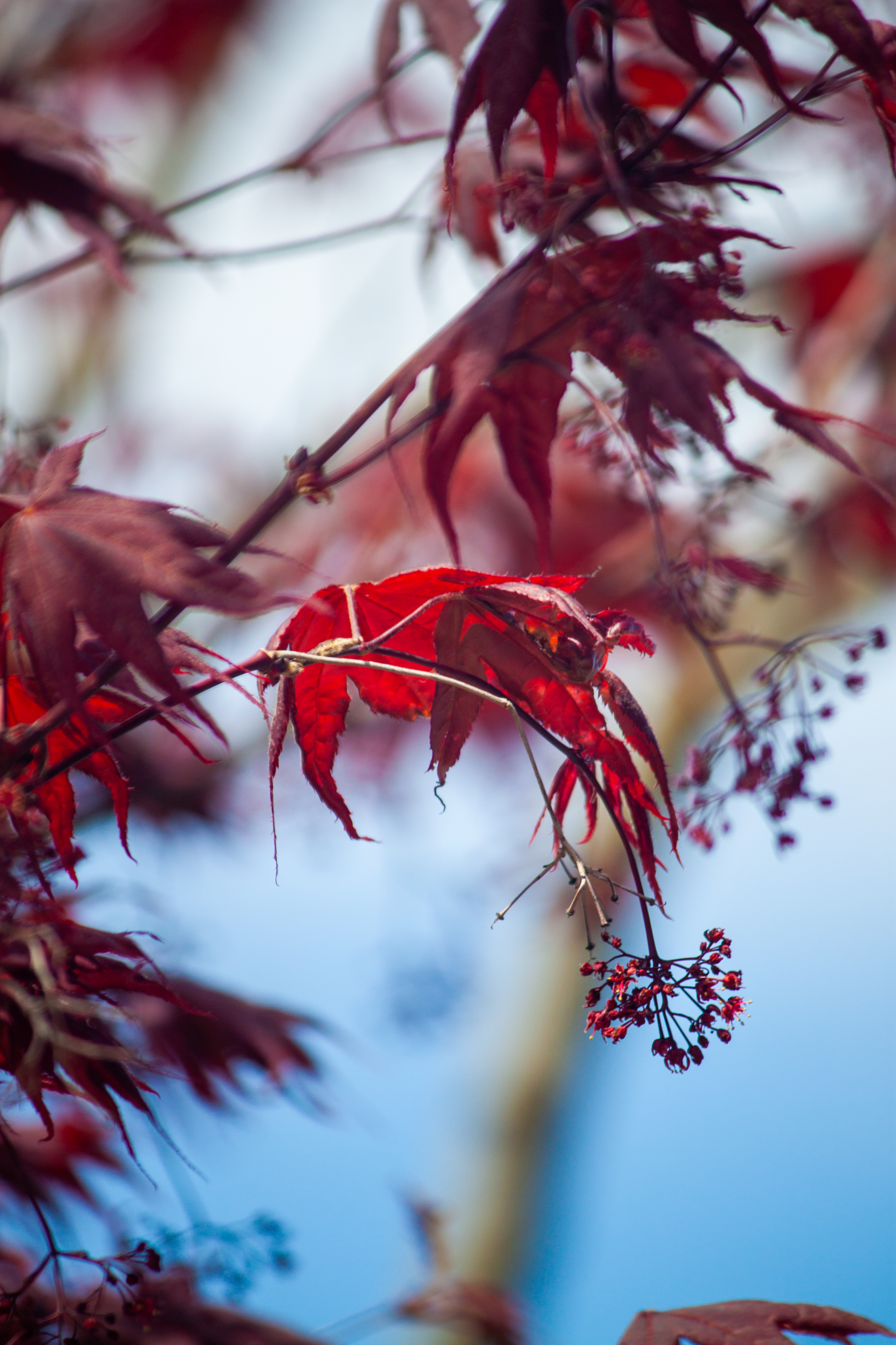 Red Maple Leafs