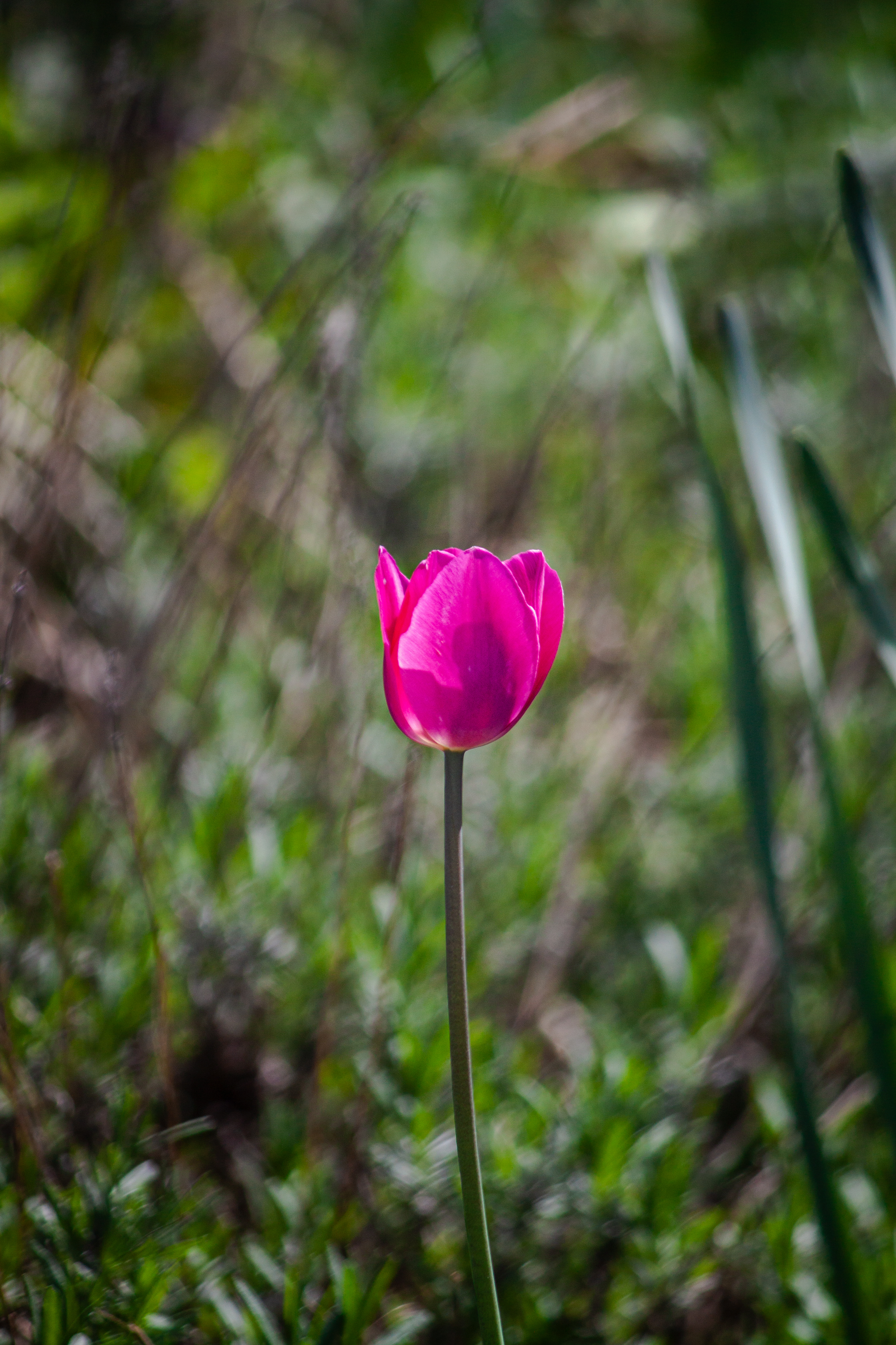 Pink tulip in tall grass