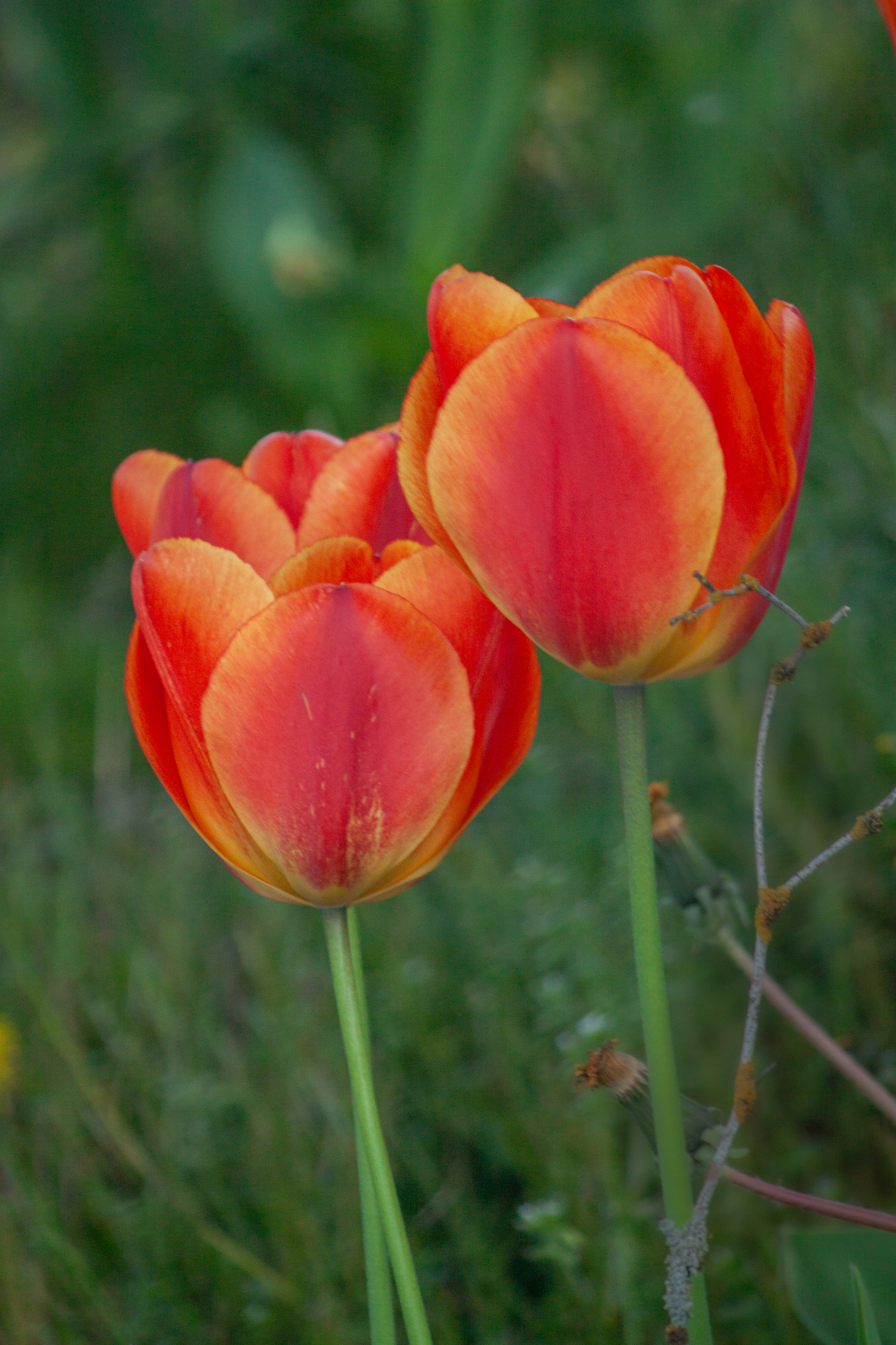 Orange-Red Tulips