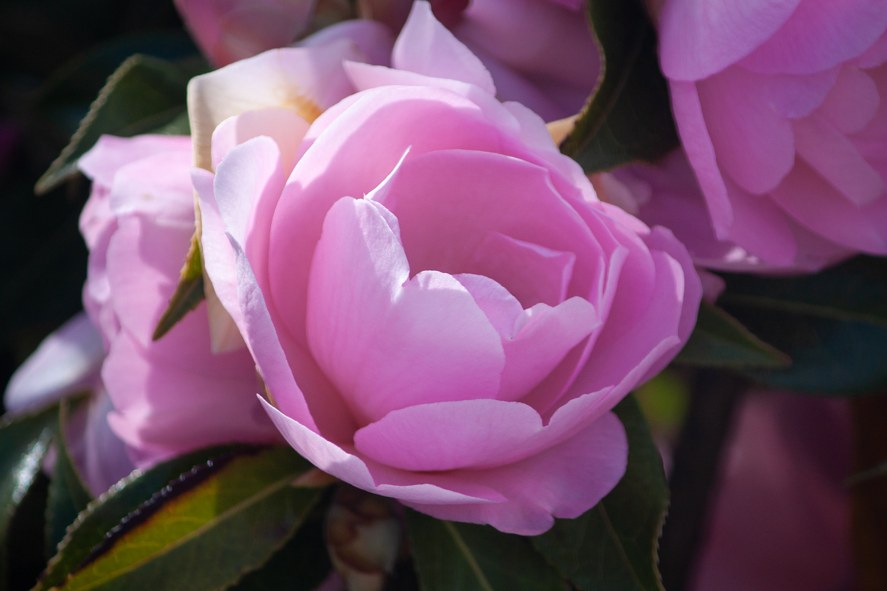 Macro Photography