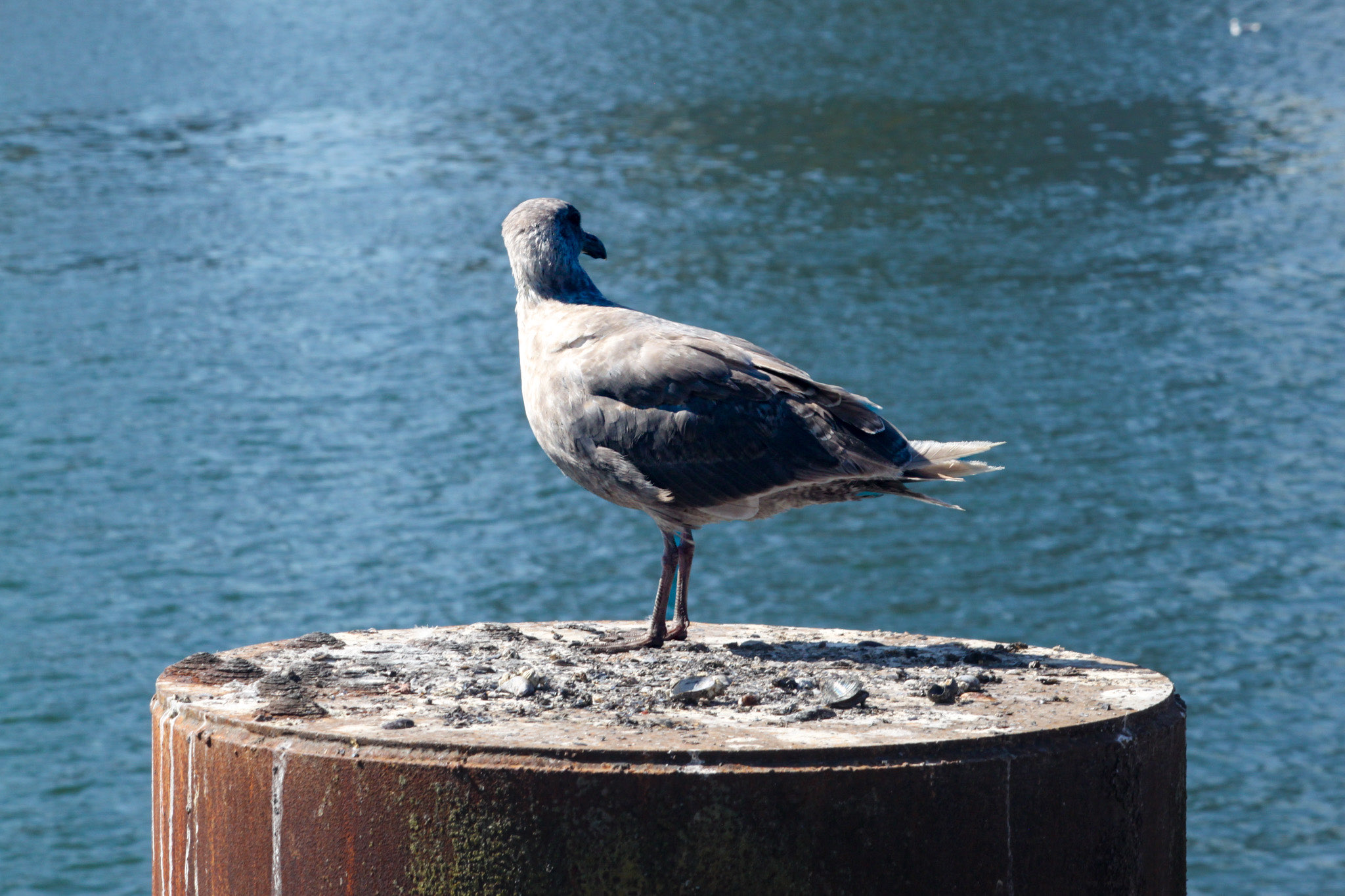 Wildlife Photography